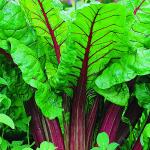 A reference image from the web of one variety of rhubarb.