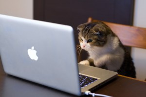 Cat looking at a Macbook.