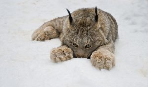 Lynx in the snow, by Raymond Barlow (raymondbarlow.com)