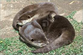 http://www.featurepics.com/FI/Thumb300/20061120/Two-Otters-Sleeping-Grass-144002.jpg