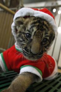 A tiger cub in a Santa Suit