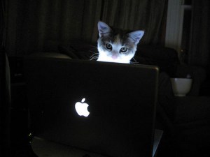 A cat peering at a Macbook Pro.