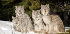 Four lynxes