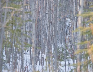 A lynx in the snowy woods, barely visible.