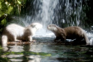 Kissing otters