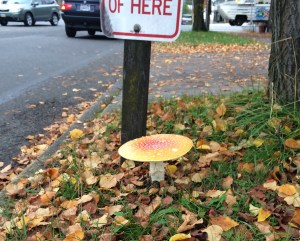 I hope the traffic sign and post provide an adequate idea of the scale in this one!