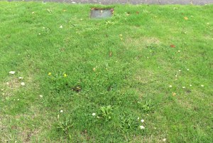 The fairy ring has returned, although it's not as sharply defined as last year.