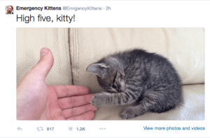 An example from @EmergencyKittens