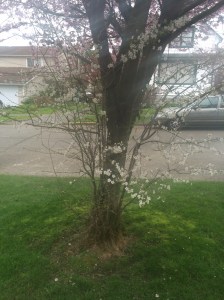 © 2015 Gene Breshears