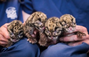 Quadruplet clouded leopard cubs were born at Point Defiance zoo and aquarium in Tacoma, Washington (Photograph: Point Defiance Zoo/Facebook)