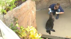 Mishka the sea otter diagnosed with asthma © King 5 News
