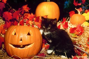 Black kitten with white paws plays on a hay bale near a jack o lantern for Halloween