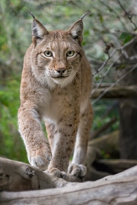 Siberian Lynx © San Diego Zoo.