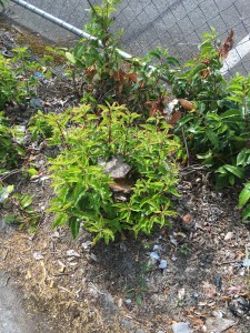 You can cut it down, but the roots run deep. (© Gene Breshears)