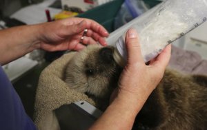 Rescued otter pup, Rialto, had to be bottle fed when first brought to Seattle Aquarium (© Alan Berner/The Seattle Times)