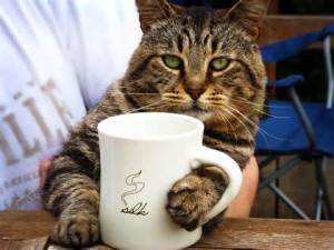 Cat with coffee mug