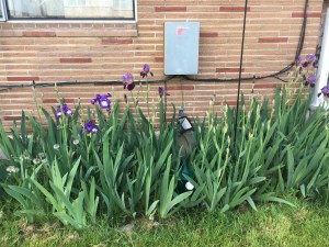I'm not going to show you any of the clutter or piles of junk. Instead, here is a shot of the densely packed flower bed in front of the house full of irises descended from a dozen rhizomes my maternal grandmother gave me years before she died. Before we hand over the keys I'm going to dig a bunch of these up and share them around to friends.