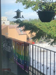 More birds coming to the feeder!