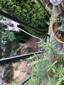 On of my lavender plants on the veranda is blooming!