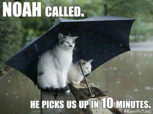 Two cats sit on a log under a propped up umbrella, surrounded by water and rain. “Noah called, he picks us up in 10 minutes.”