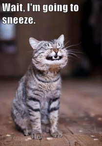 “Wait, I'm going to sneeze.”