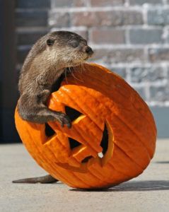 An otter climbs has climbed inside a jack o lantern, head and one forepaw sticking out of the opening on top.
