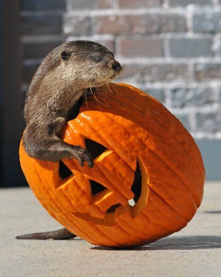 An otter climbs has climbed inside a jack o lantern, head and one forepaw sticking out of the opening on top.